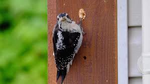 woopeckers damaging wood siding - time for exterior painting