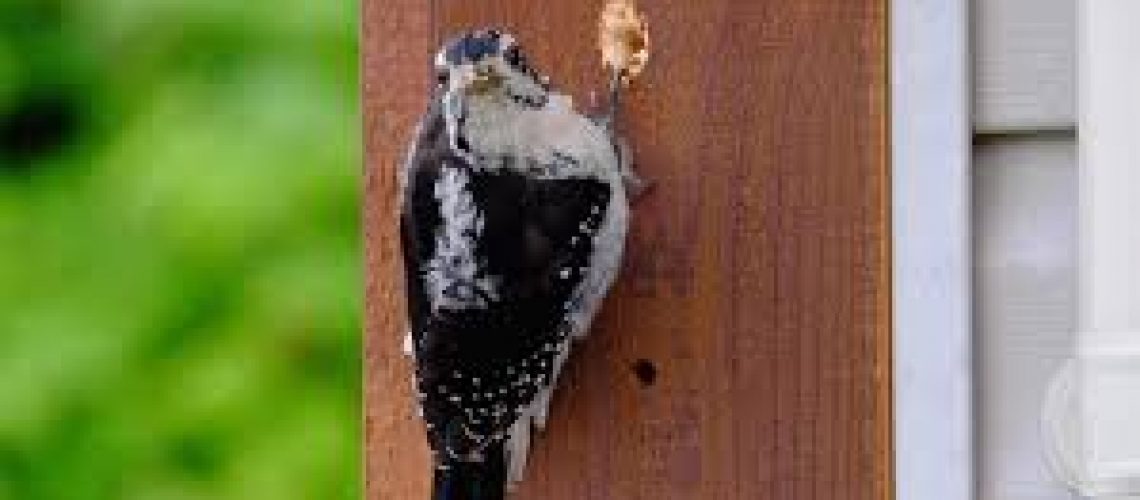 woopeckers damaging wood siding - time for exterior painting